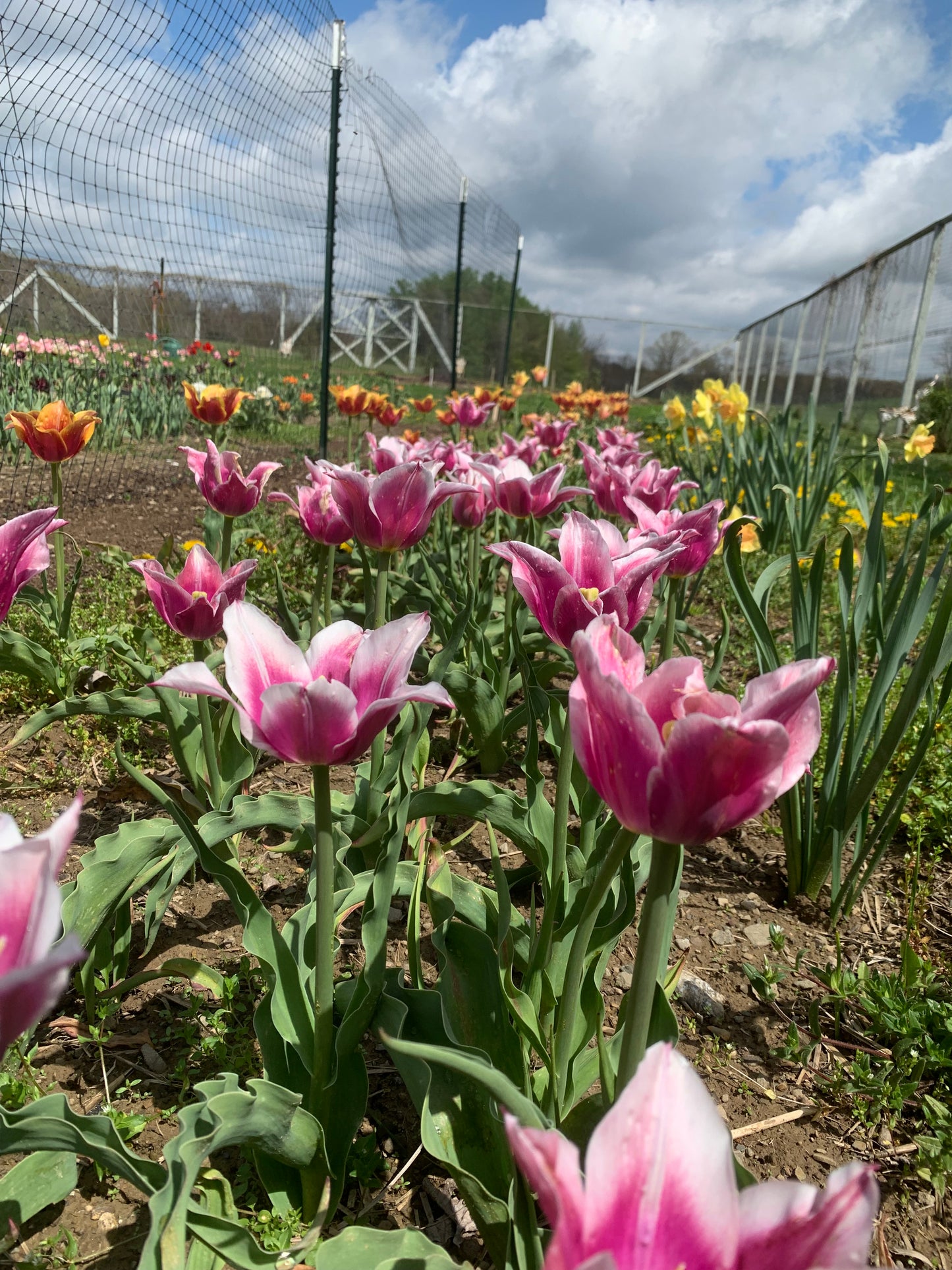 Flower CSA : Spring