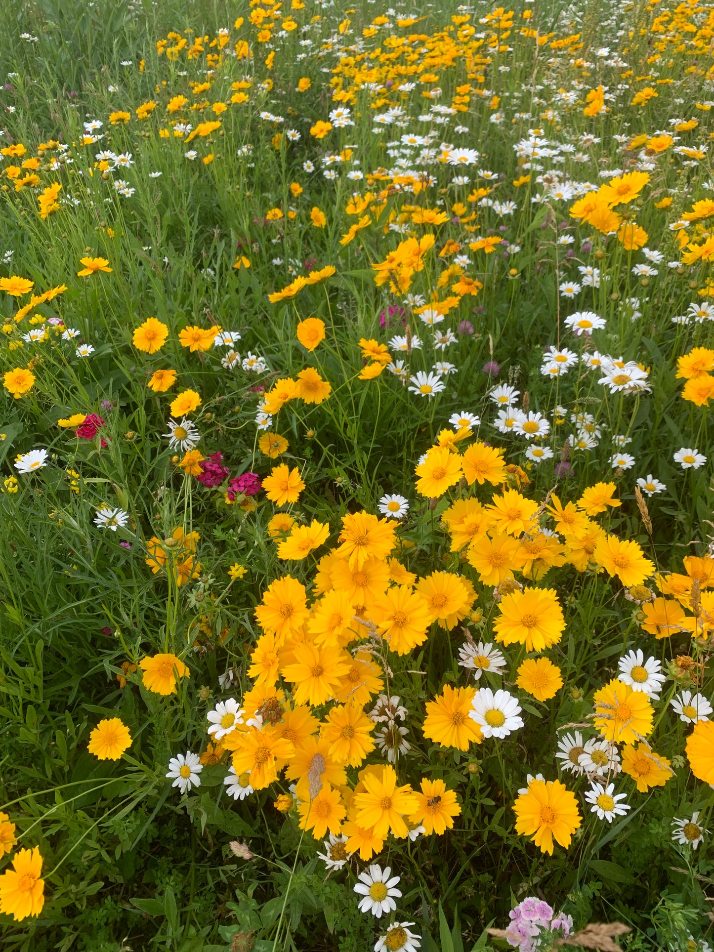 Flower CSA: Summer
