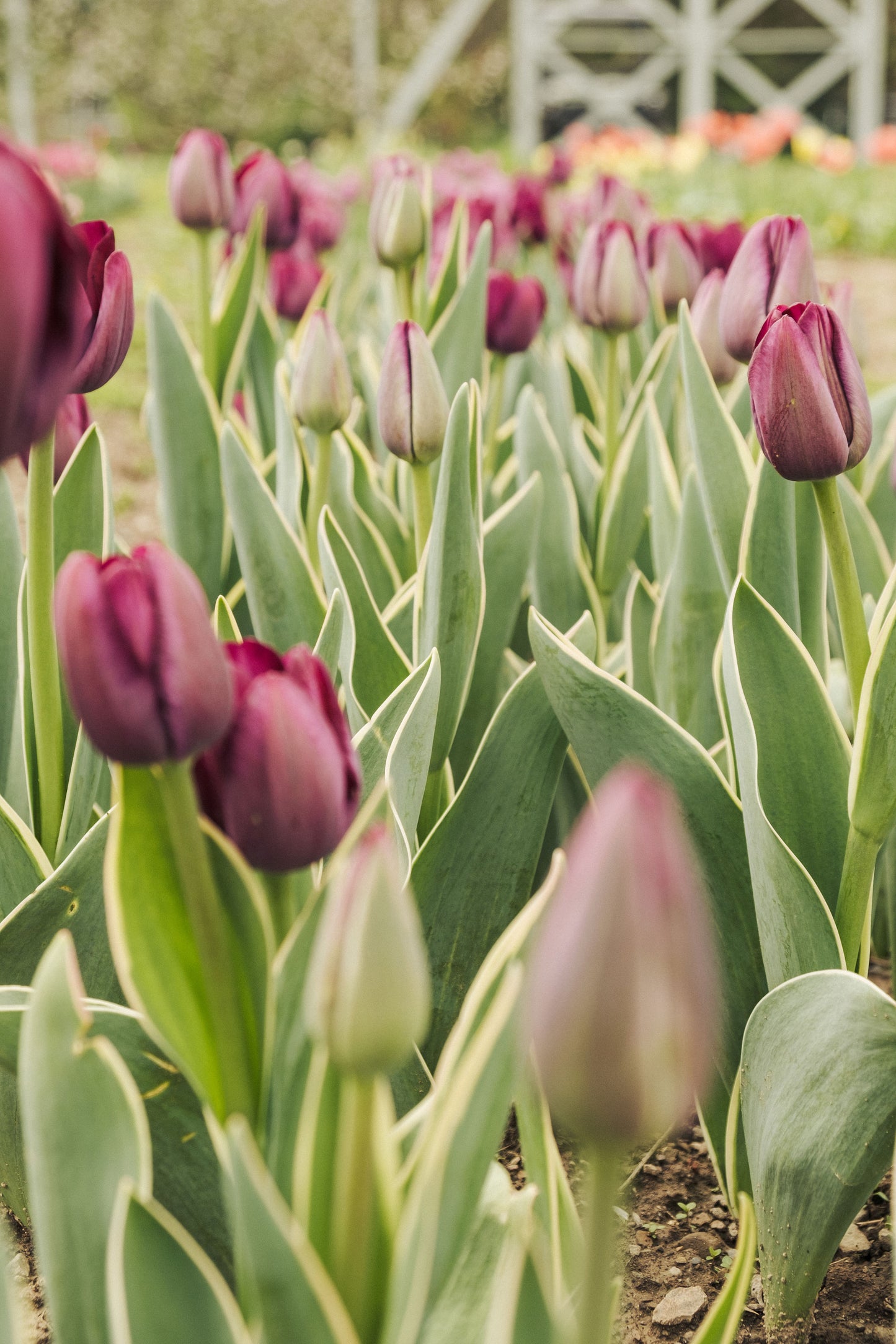 Flower CSA : Spring